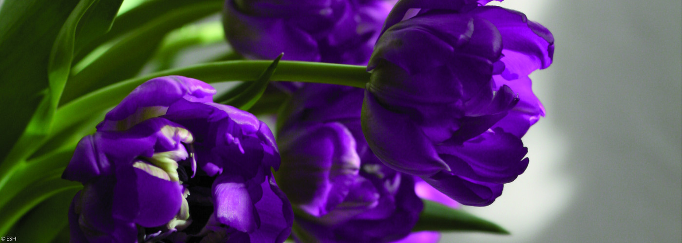 Violette Tulpen in einer Vase, leicht verwelkt.