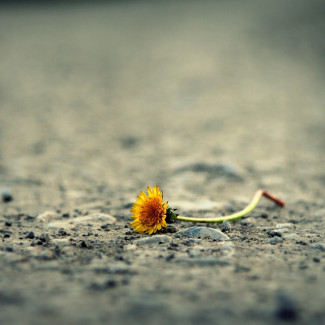 Gepflückte Löwenzahl-Blume auf rauem Asphalt